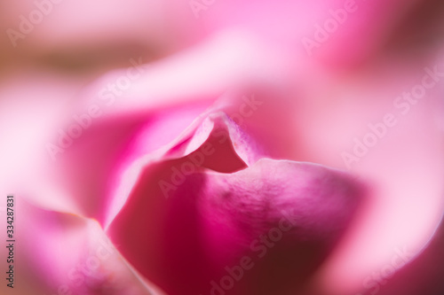 Magnolien Nahaufnahme pink