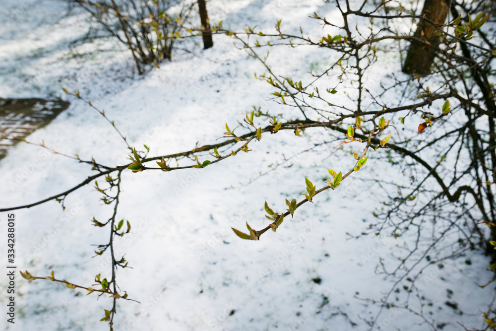 Branch with young green leaves on background of snow. The concept of spring.