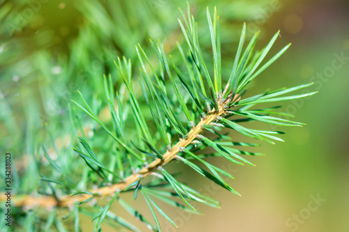 A branch of a young coniferous evergreen pine, spruce in nature on a Sunny spring day. Close-up.