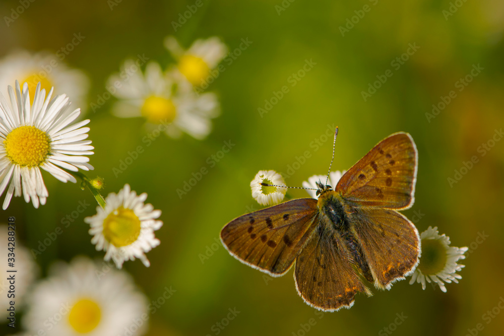 a moth sits on a delicate daisy flower a moth sits on a delicate daisy flower