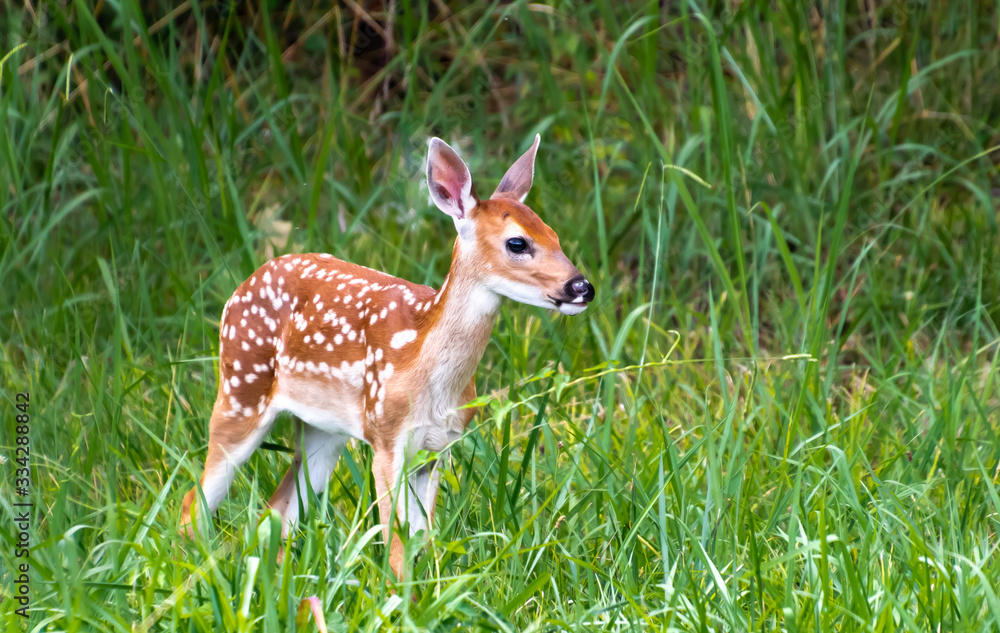 White Tailed Deer Fawns at park in Rome Georgia.