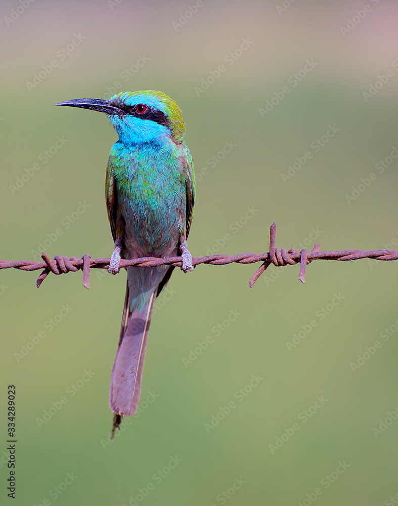 Obraz premium Green Bee eater standing on a barb wire, Ras Al Khaimah, United Arab Emirates, Arabia.