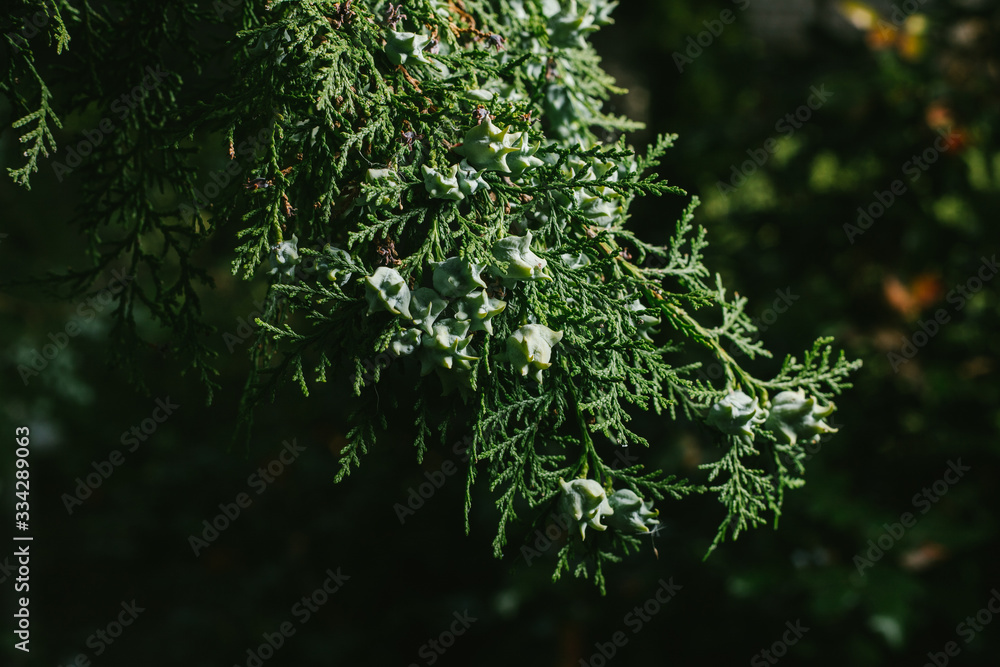 Thuja occidentalis background.Thuja occidentalis is an evergreen coniferous tree, in the cypress family Cupressaceae Thuja occidentalis background.Thuja occidentalis is an evergreen coniferous tree, in the cypress family Cupressaceae