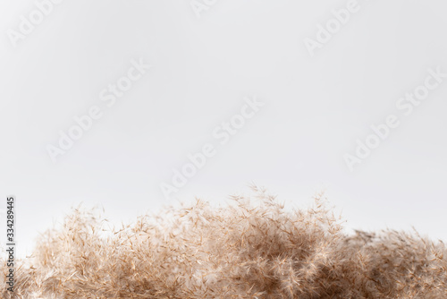 Dry weeds for home decor, field plants, fluffy grass, frame for an inscription, white background, copy space