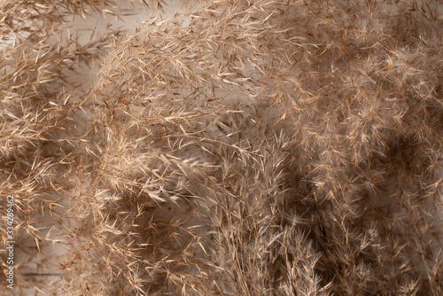 Dry weeds, straw, field plants, fluffy grass, natural texture, background for text, copy space, flat lay