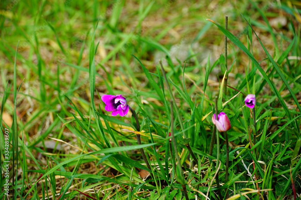 Delicate and tiny pink spring flowers buds on the lawn in the forest Delicate and tiny pink spring flowers buds on the lawn in the forest