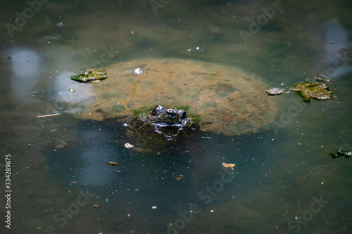 Common Snapping Turtle swimming under pond water in park in Rome Georgia.