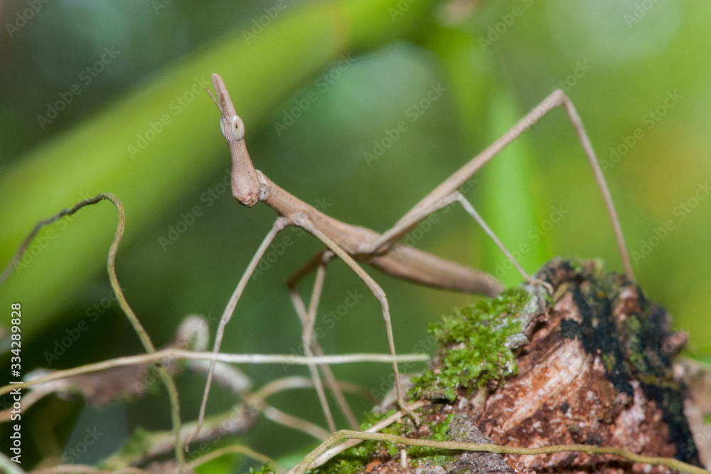 False stick bug (Proscopiidae) hidden in vegetation False stick bug (Proscopiidae) hidden in vegetation