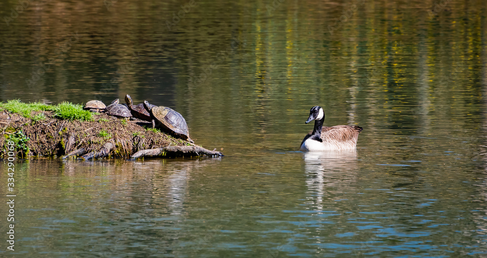 Turtles sunning at Garden Lake in Rome Georgia.