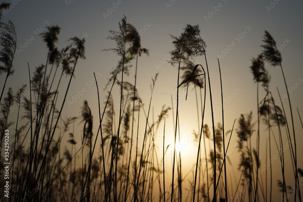 River reeds in the rays of the evening sun. River reeds in the rays of the evening sun.