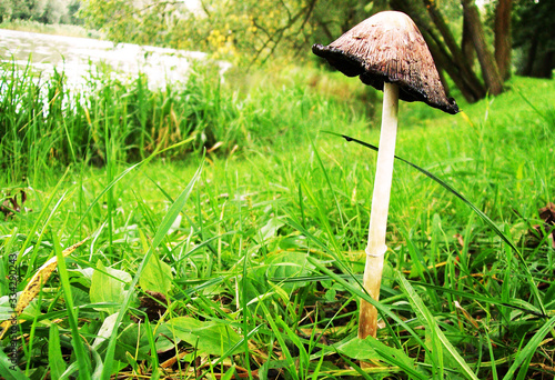 Lonely Mushroom in the Green Park