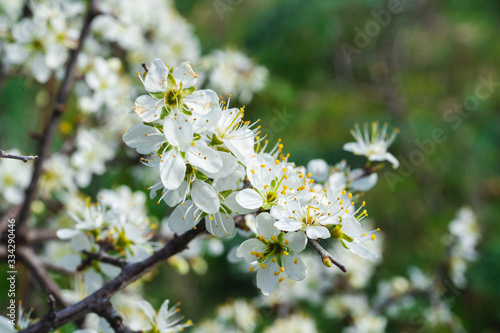 Prunus Spinosa white floers