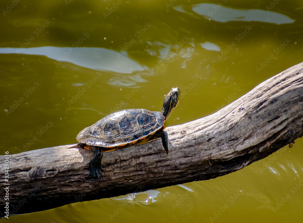 Turtles sunning at Garden Lake in Rome Georgia. Turtles sunning at Garden Lake in Rome Georgia.