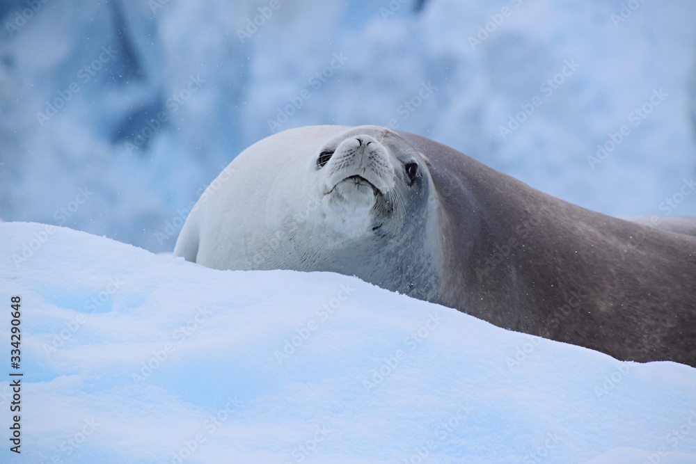 Fototapeta premium Crabeater ( Krill-eater ) Seal , Antarctica 