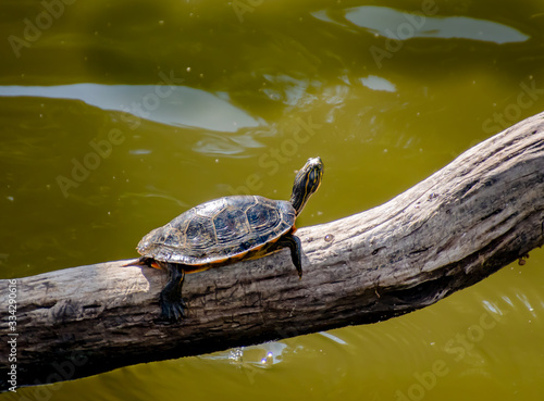 Turtles sunning at Garden Lake in Rome Georgia.