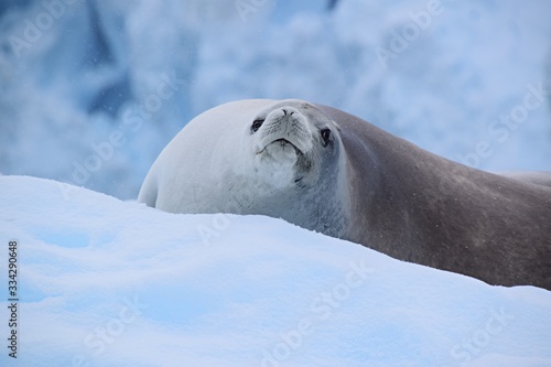 Crabeater   Krill-eater   Seal   Antarctica 