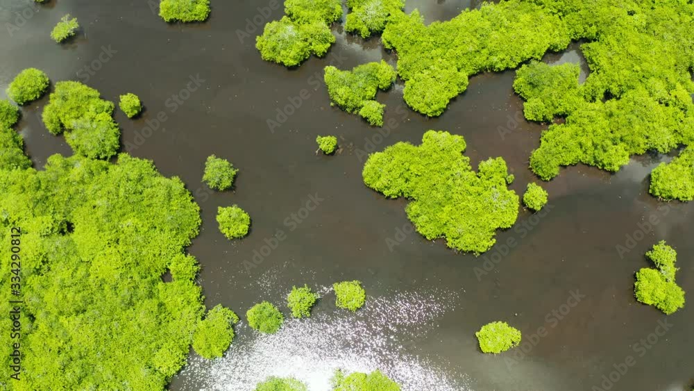 River in tropical mangrove green tree forest top view. Mangrove jungles, trees, river. Mangrove landscape River in tropical mangrove green tree forest top view. Mangrove jungles, trees, river. Mangrove landscape