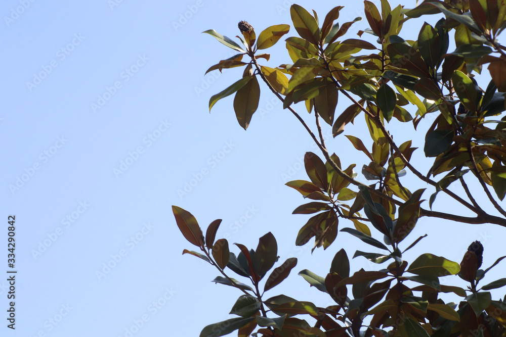 Sonnenbestrahlte Blätter vor blauem Himmel mit sommerlicher Stimmung