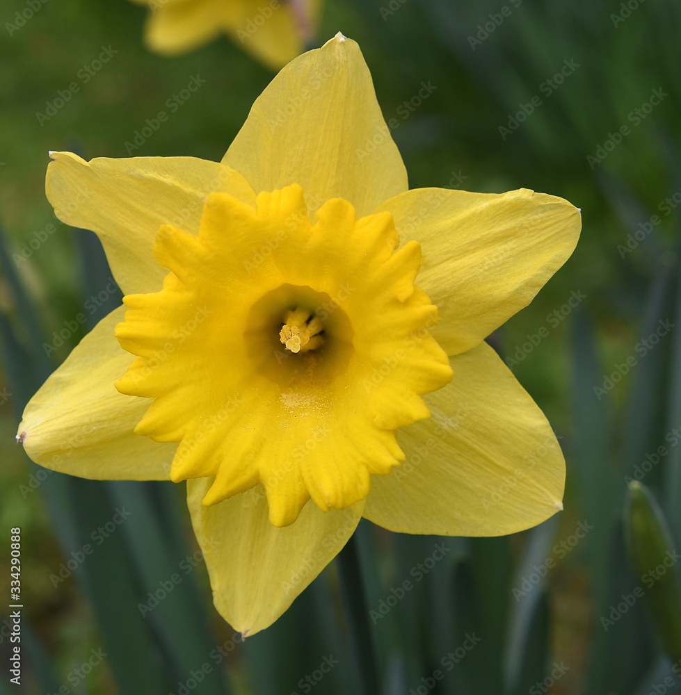 Blüte einer gelben Narzisse Blüte einer gelben Narzisse