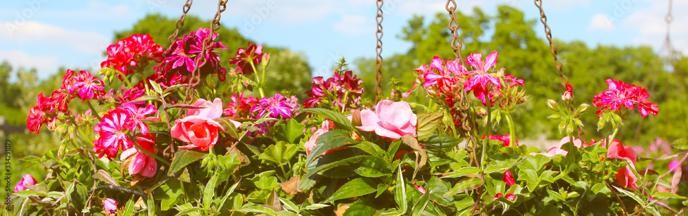 Beauriful summer flowers in the botanical garden. Natural background at summer.