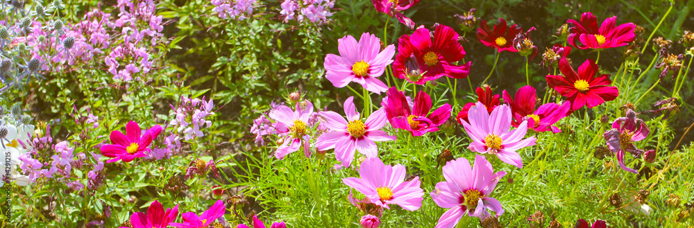 Beauriful summer flowers in the botanical garden. Natural background at summer. Beauriful summer flowers in the botanical garden. Natural background at summer.