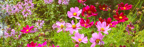 Beauriful summer flowers in the botanical garden. Natural background at summer.