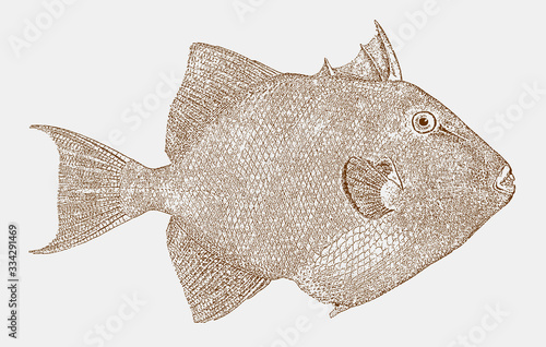 Grey triggerfish, balistes capriscus, a ray-finned fish from the atlantic ocean in side view