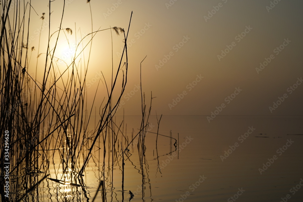 River reeds in the rays of the evening sun. River reeds in the rays of the evening sun.
