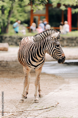 Zebra portrait in a city park  zoo. animal background