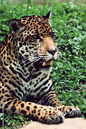 Large Jaguar, resting on the grass © Leandro