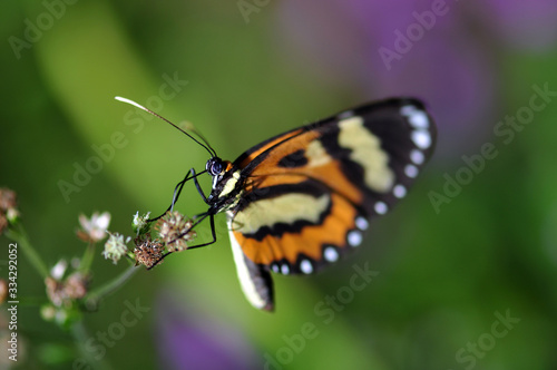 Butterfly feeding on garden flowers © Leandro