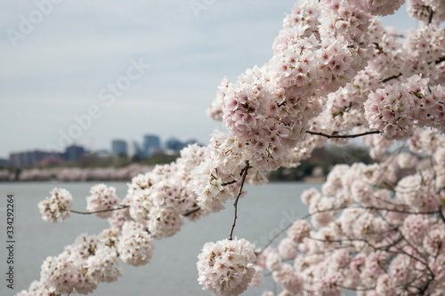 Spring blooms in Washington DC during National Cherry Blossom Festival