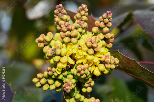 Flowering Mahonia aquifolium. Oregon-grape yellow blossom, evergreen in spring time Berberidaceae