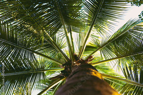 Palm Tree © Hale