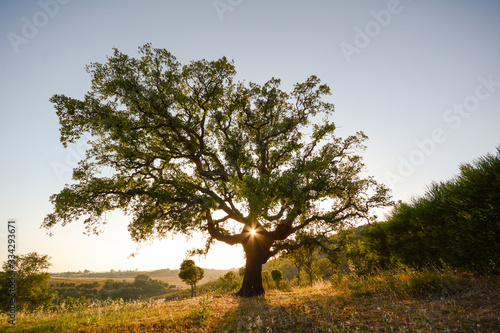 Old Cork oak tree (Quercus suber) in evening sun, Alentejo Portugal Europe