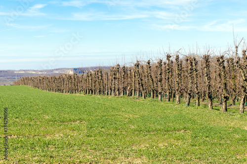 Des arbres fruitiers à perte de vue photo