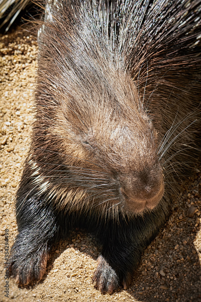 Portrait of a porcupine Portrait of a porcupine