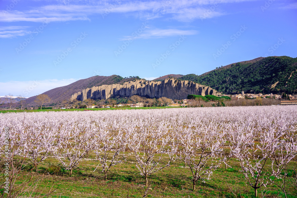 Vue sur les rocher des Mées. Provence, France. Verger de pruneaux en fleurs au printemps au premier plan.