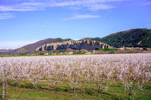 Obraz na płótnie Vue sur les rocher des Mées. Provence, France. Verger de pruneaux en fleurs au printemps au premier plan. w salonie