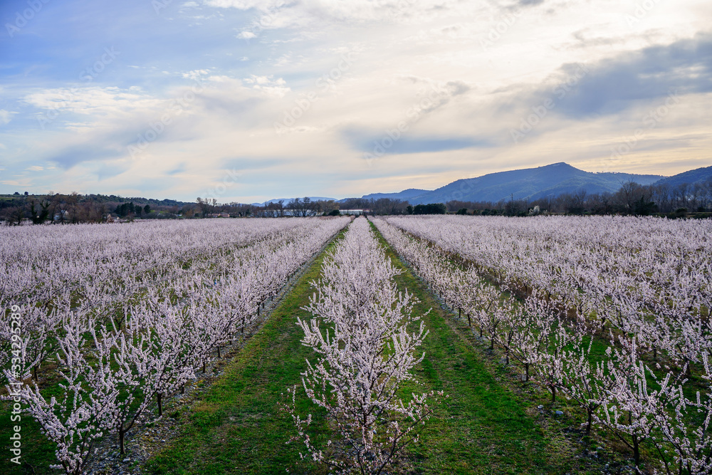 Verger de pruneaux en fleurs au printemps, Provence, France. Coucher de soleil.