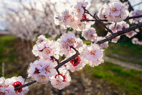 Obraz na płótnie Branches de pruneau en fleurs ensoleillés. w salonie