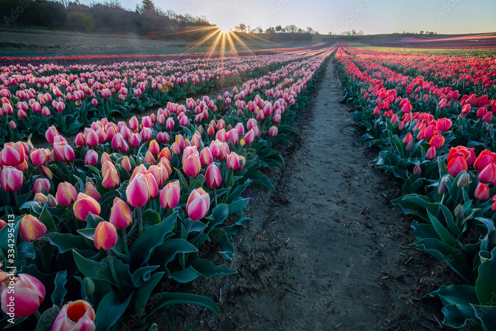 Champ de tulipes en Provence, France. Tulipes jaunes roses au premier plan. Lever de soleil.