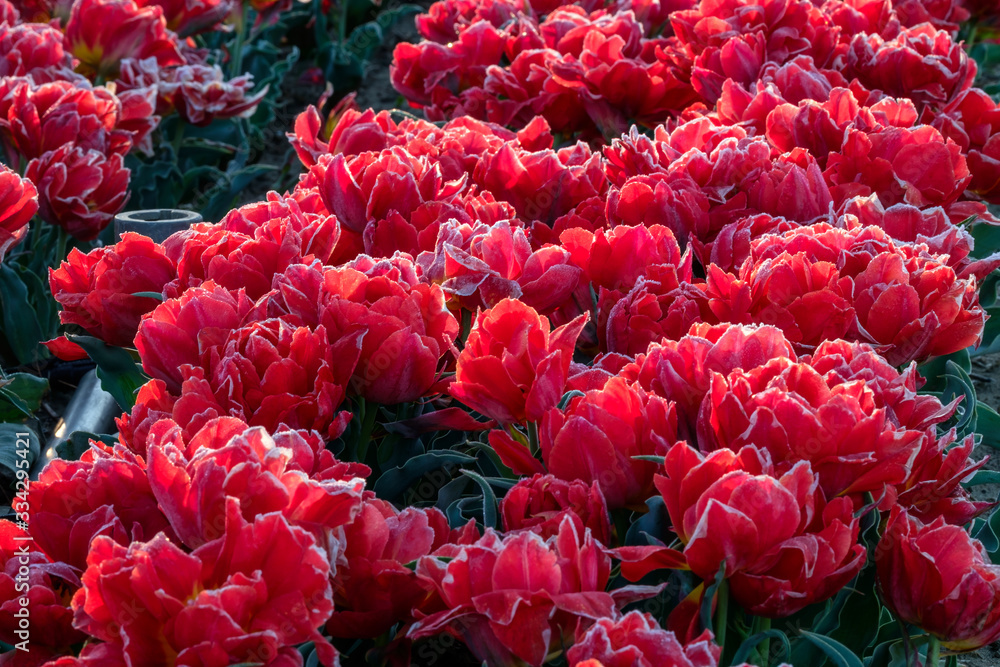 Tulipes rouges sur le champ en Provence, France.