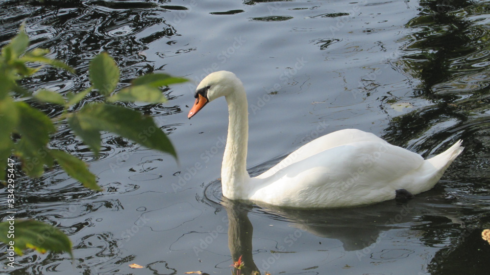 Fototapeta premium swan on lake