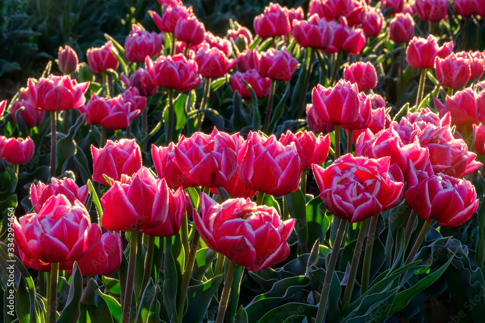 Tulipes roses foncées sur le champ en Provence, France.