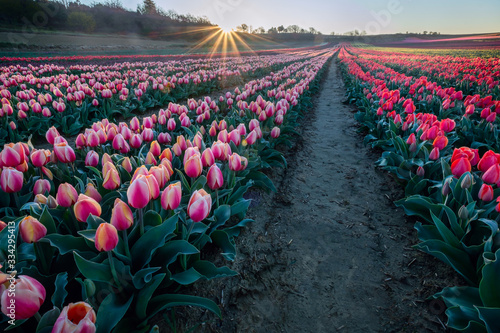 Obraz na płótnie Champ de tulipes en Provence, France. Tulipes jaunes roses au premier plan. Lever de soleil. w salonie
