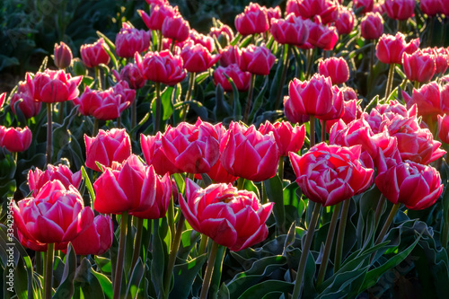 Obraz na płótnie Tulipes roses foncées sur le champ en Provence, France. w salonie