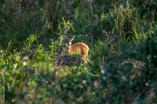 Marsh deer photographed in Corumba, Mato Grosso do Sul. Pantanal Biome. Picture made in 2017. © Leonardo