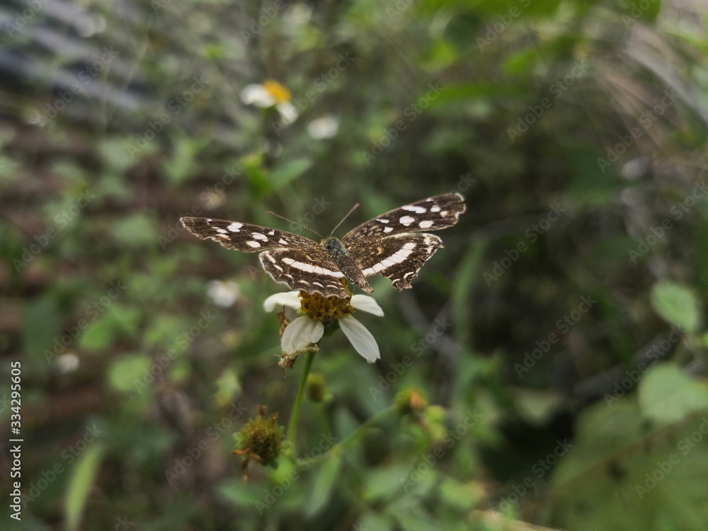 Fototapeta premium butterfly on leaf