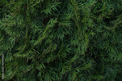 The spring background with lush green foliage. Thuja.